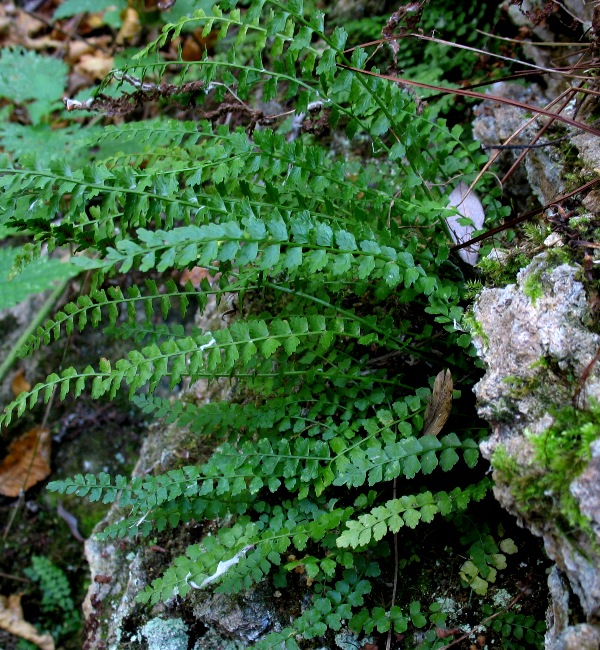 Image of Asplenium viride specimen.