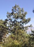 genus Pinus. Взрослое дерево. Китай, пров. Юньнань, окр. г. Дали, восточный склон горы Цаншань (Cangshan Mountain 苍山); ≈ 3000 м н.у.м., лес. 04.11.2016.