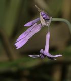 Tulbaghia violacea