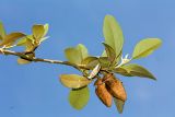 Lagunaria patersonia. Верхушка веточки с плодами. Израиль, г. Бат-Ям, в озеленении. 01.04.2018.