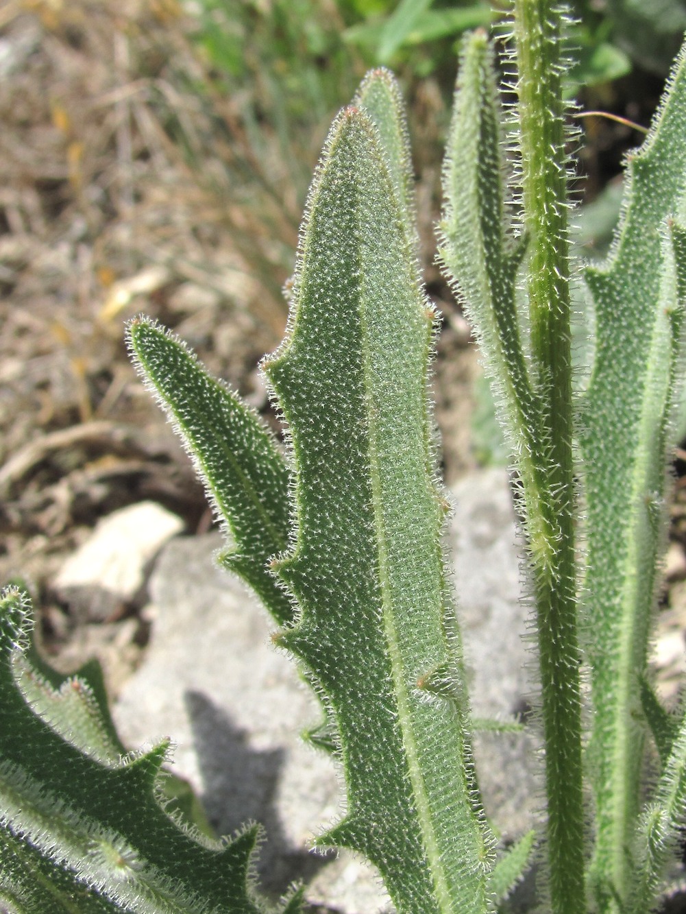 Image of Leontodon asperrimus specimen.