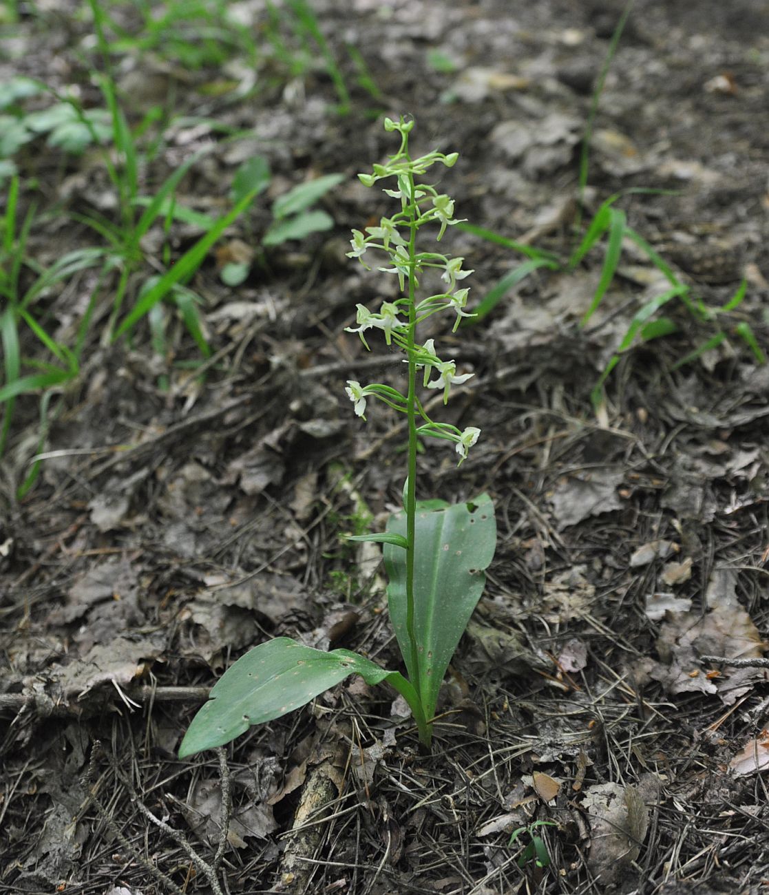 Изображение особи Platanthera chlorantha.