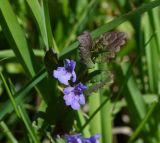 Glechoma hederacea. Верхушка цветущего растения. Восточный Казахстан, г. Усть-Каменогорск, восточные окр., Лесхоз, пологий склон сопки. 27.05.2018.