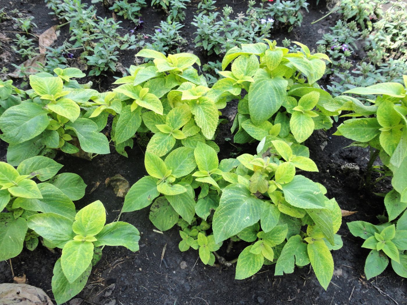 Image of Coleus scutellarioides specimen.