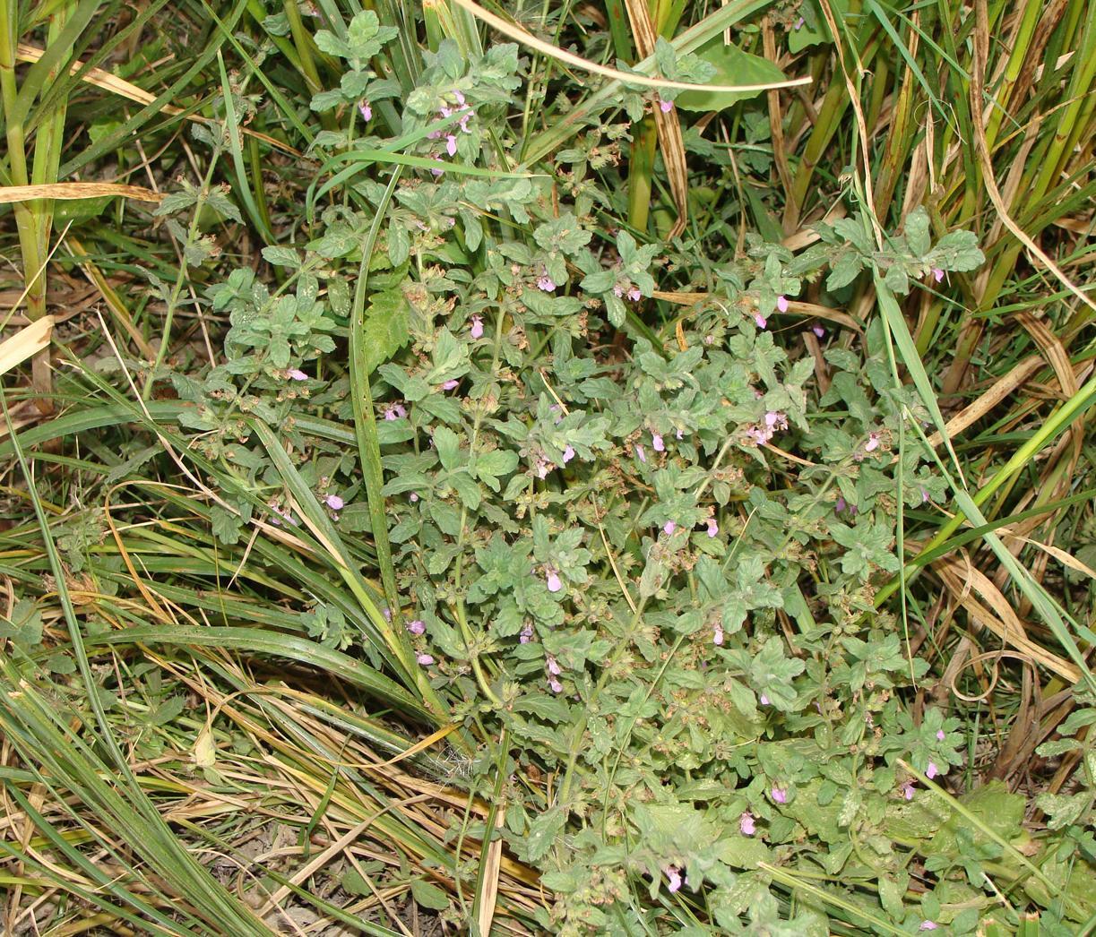 Изображение особи Teucrium scordium.