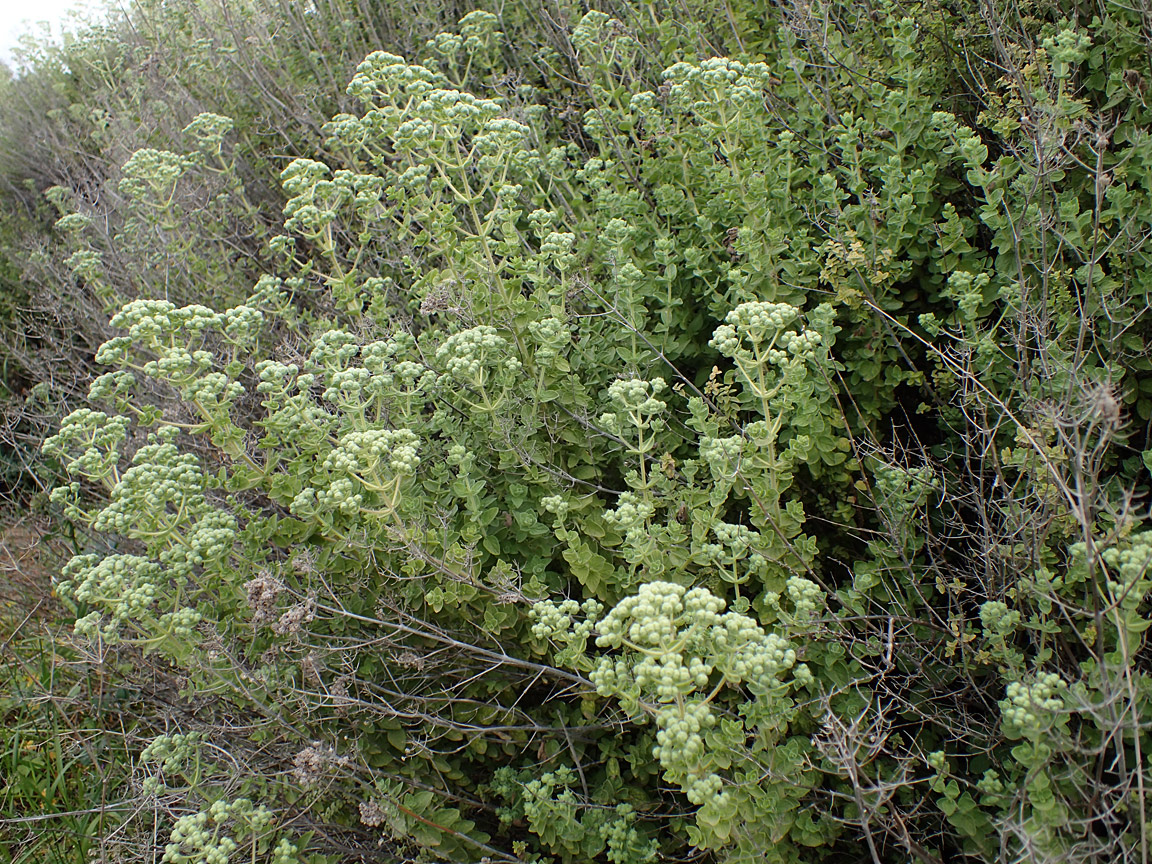 Image of Origanum onites specimen.