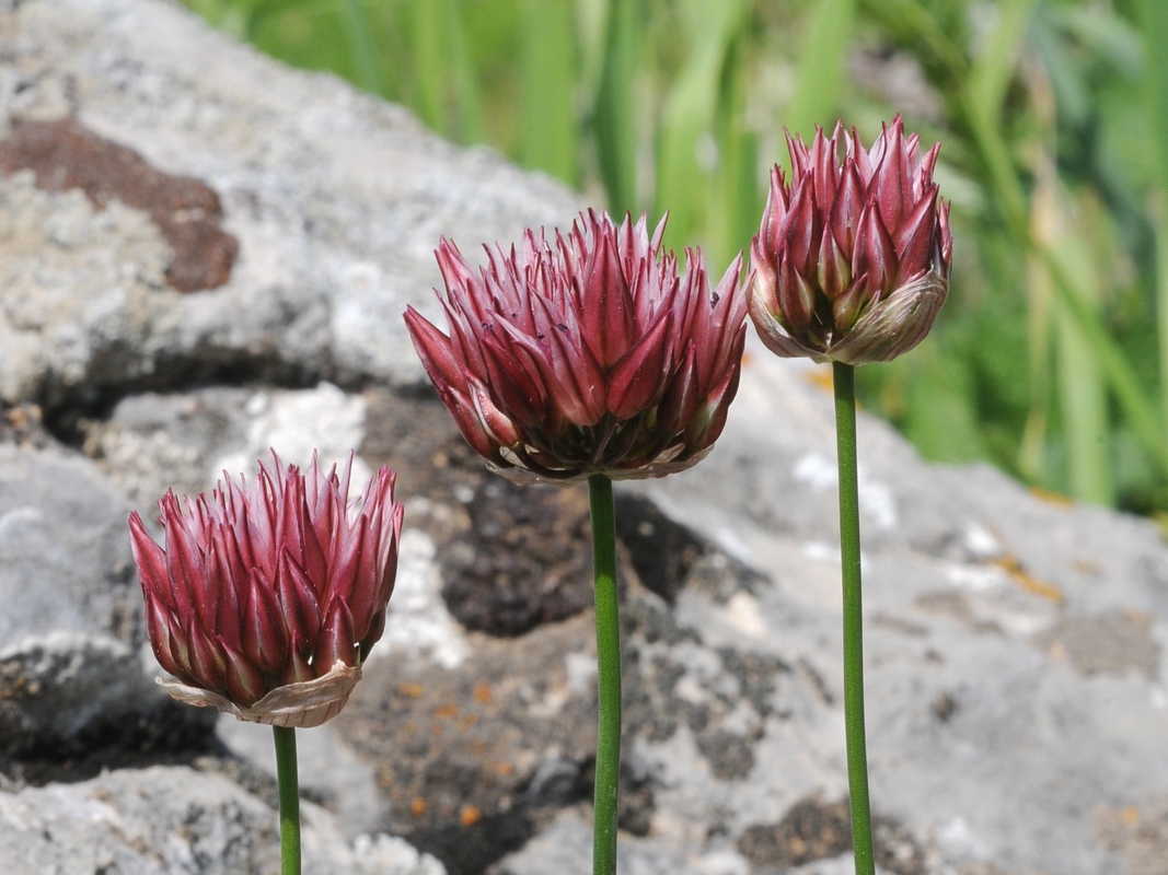 Изображение особи Allium inconspicuum.