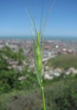 Aegilops biuncialis. Верхушка побега с соцветием. Дагестан, г/о Махачкала, гора Тарки-Тау, травянистый склон. 09.05.2018.