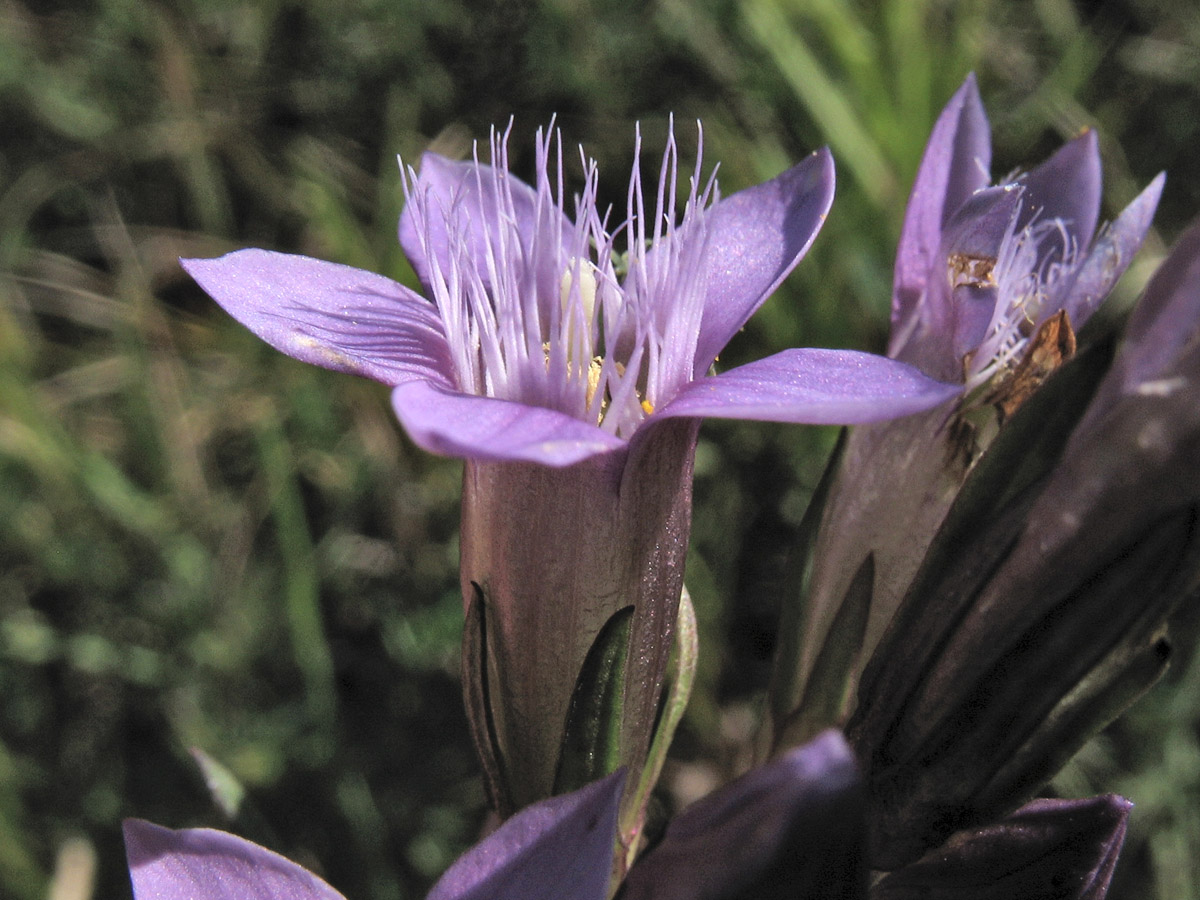 Image of Gentianella amarella specimen.