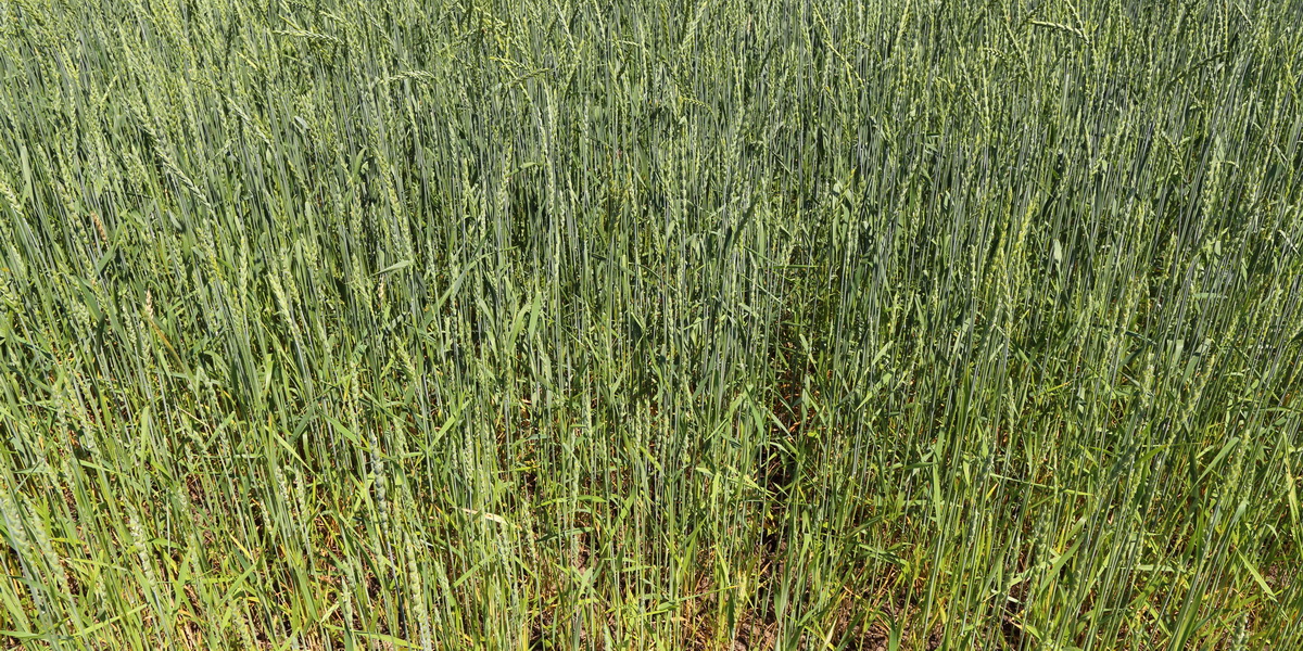 Image of Triticum spelta specimen.