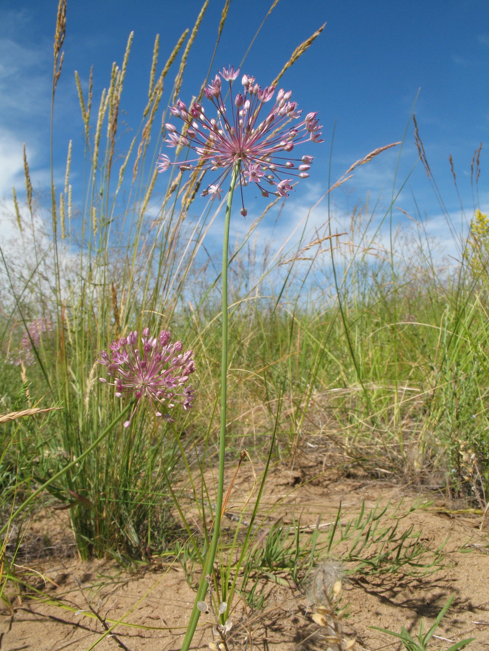 Изображение особи Allium pallasii.