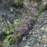 genus Campanula