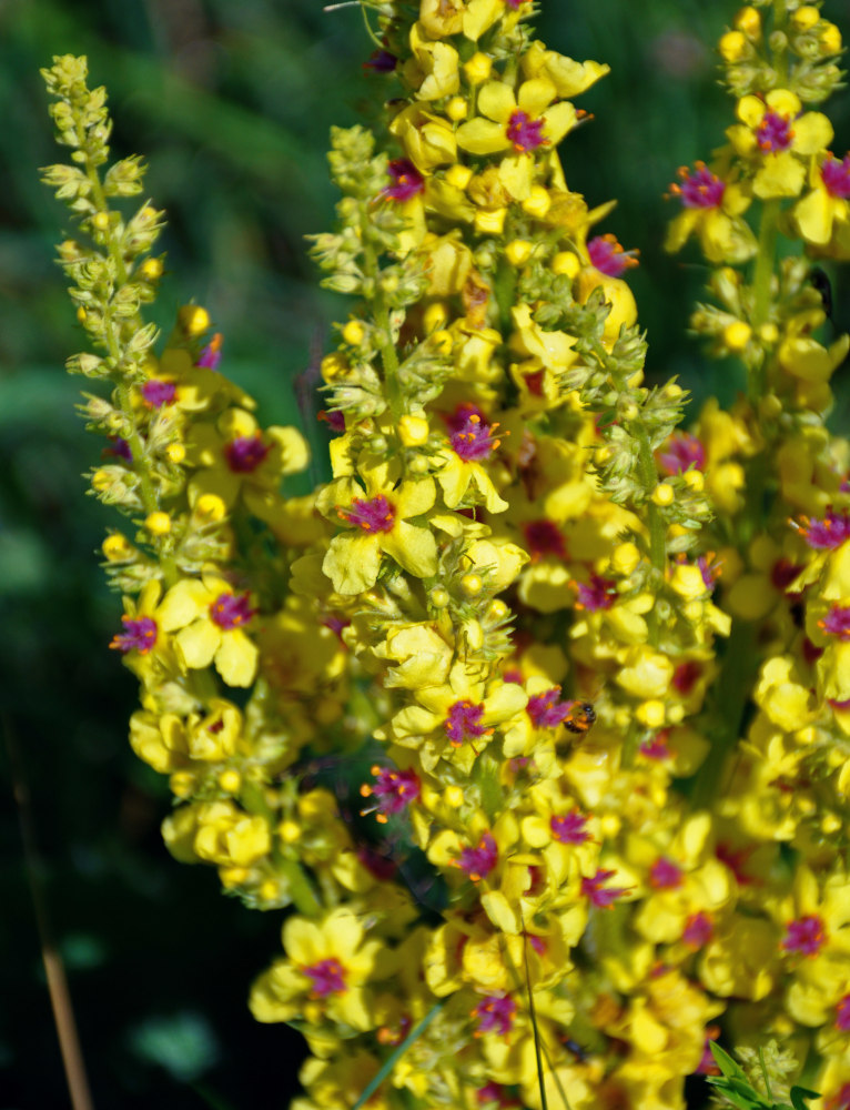 Изображение особи Verbascum chaixii ssp. austriacum.