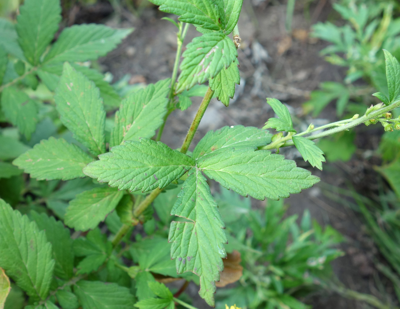 Image of Agrimonia pilosa specimen.