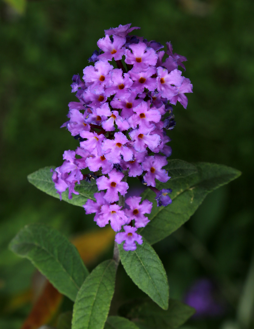 Image of Buddleja davidii specimen.