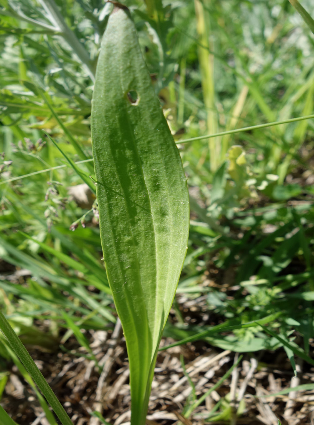 Image of Plantago lanceolata specimen.