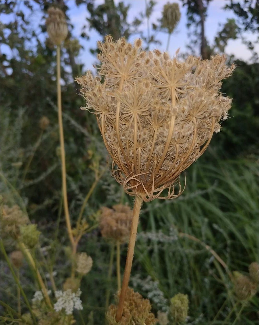 Image of Daucus carota specimen.