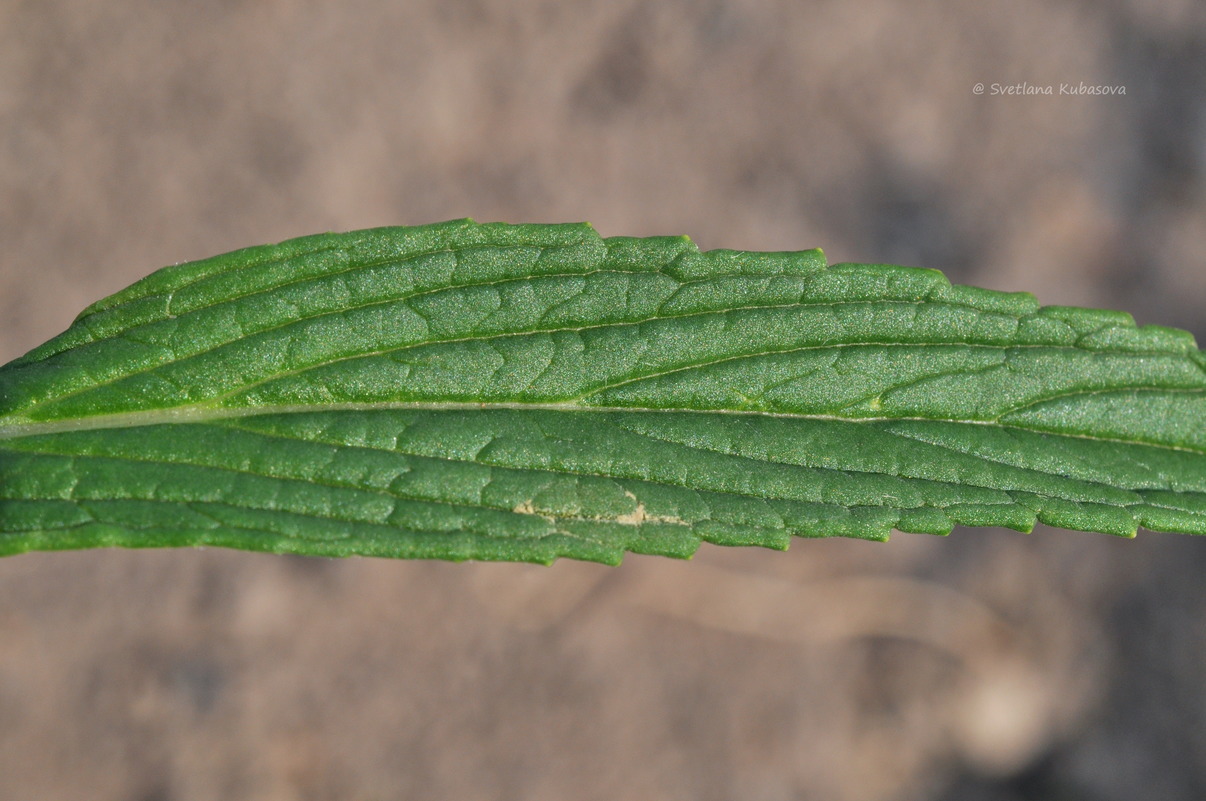 Изображение особи Nepeta nervosa.