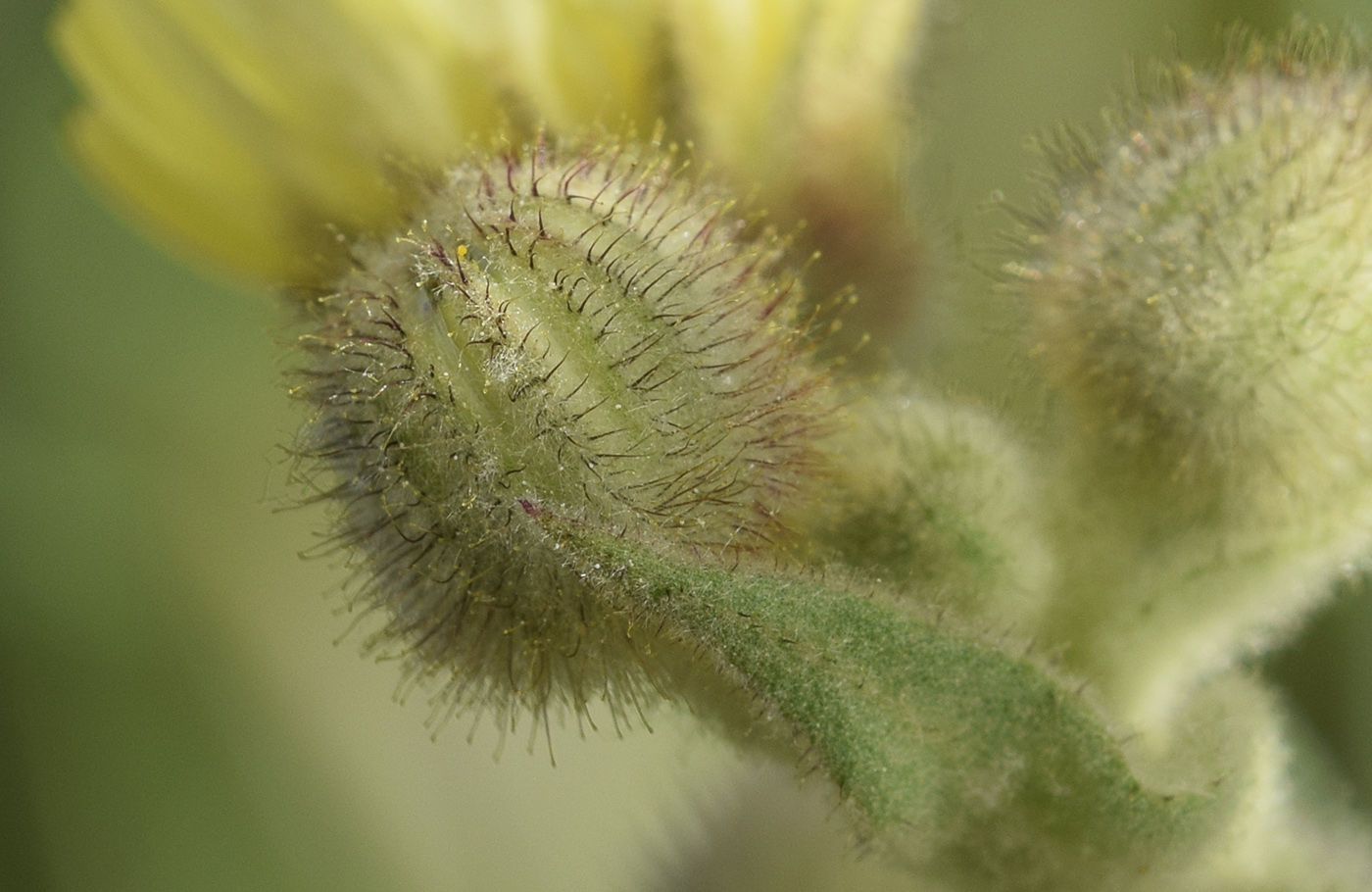 Изображение особи Andryala integrifolia.