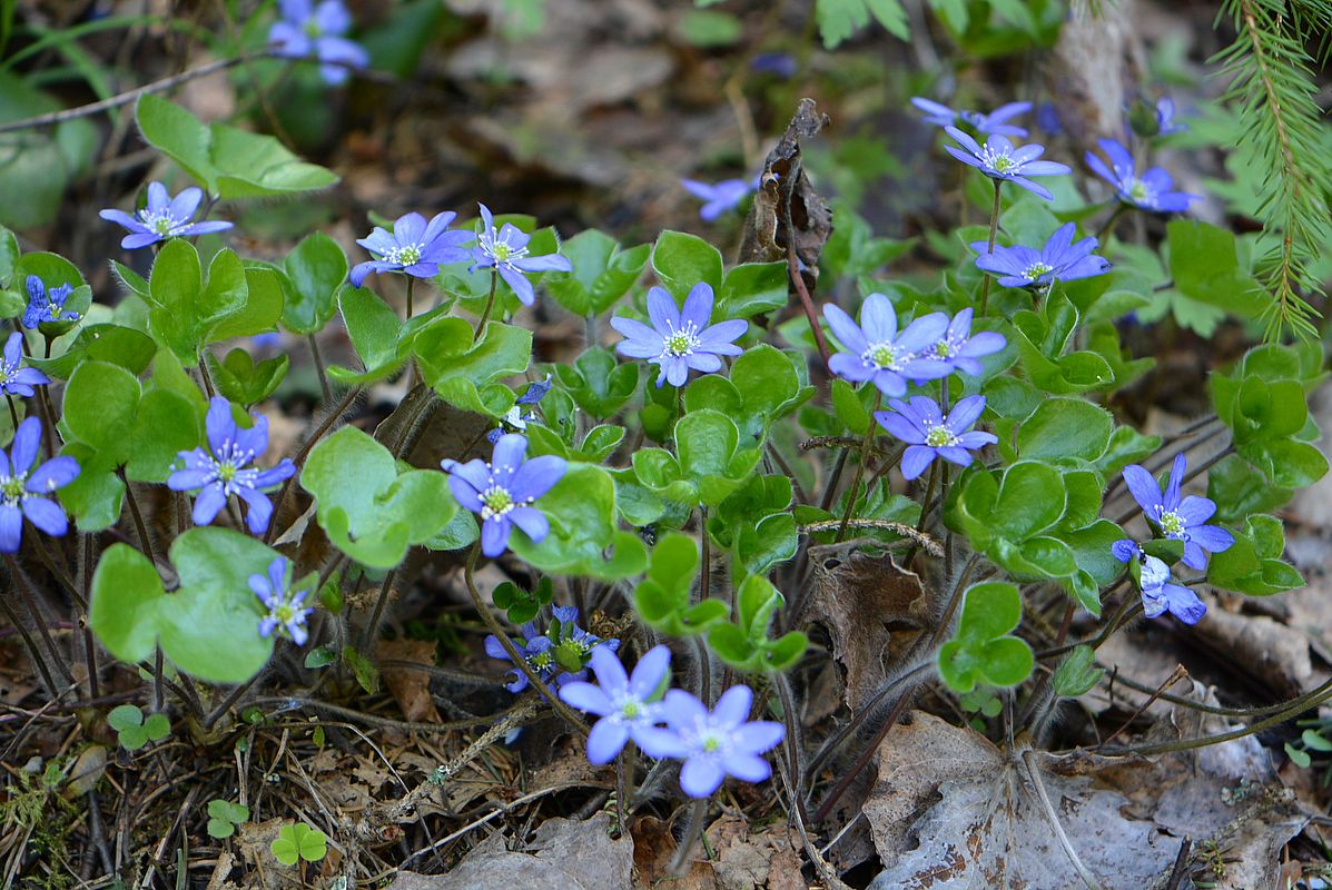 Изображение особи Hepatica nobilis.