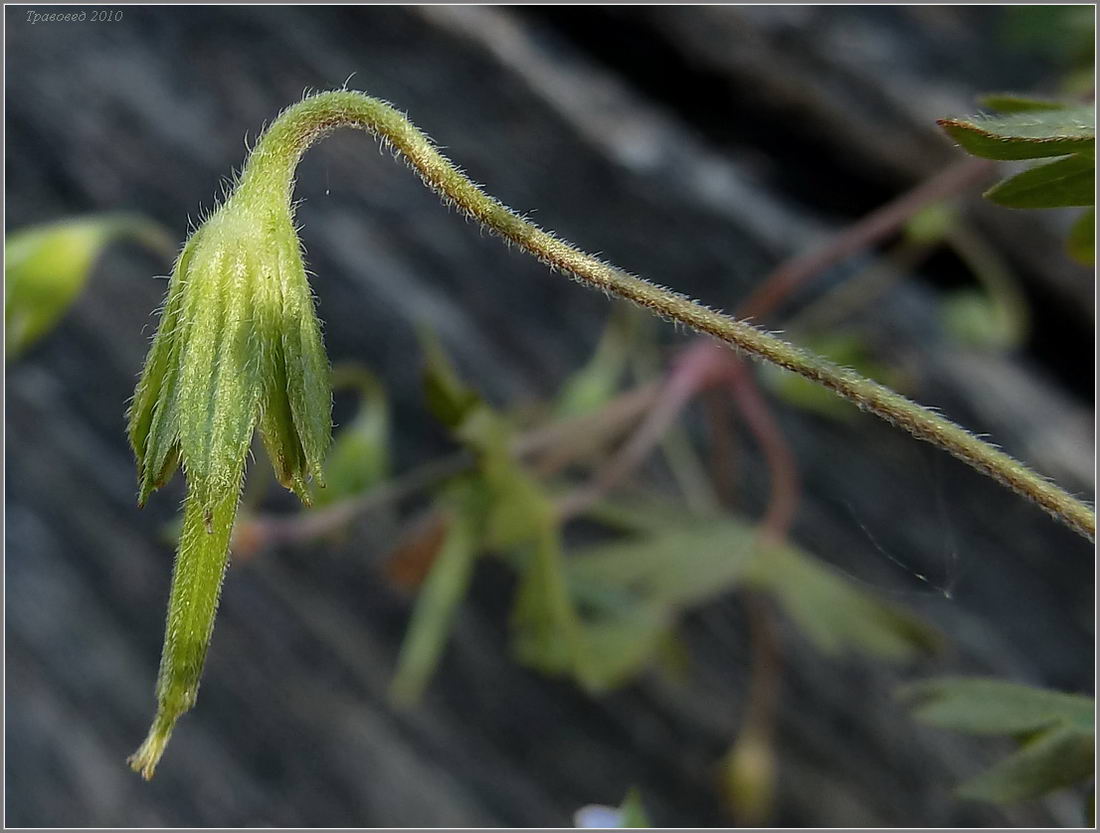 Image of Geranium popovii specimen.