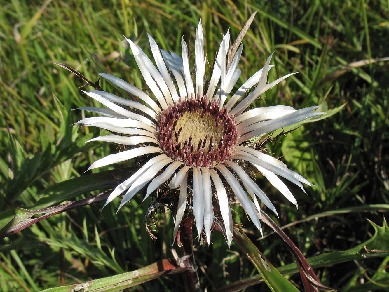 Image of Carlina cirsioides specimen.