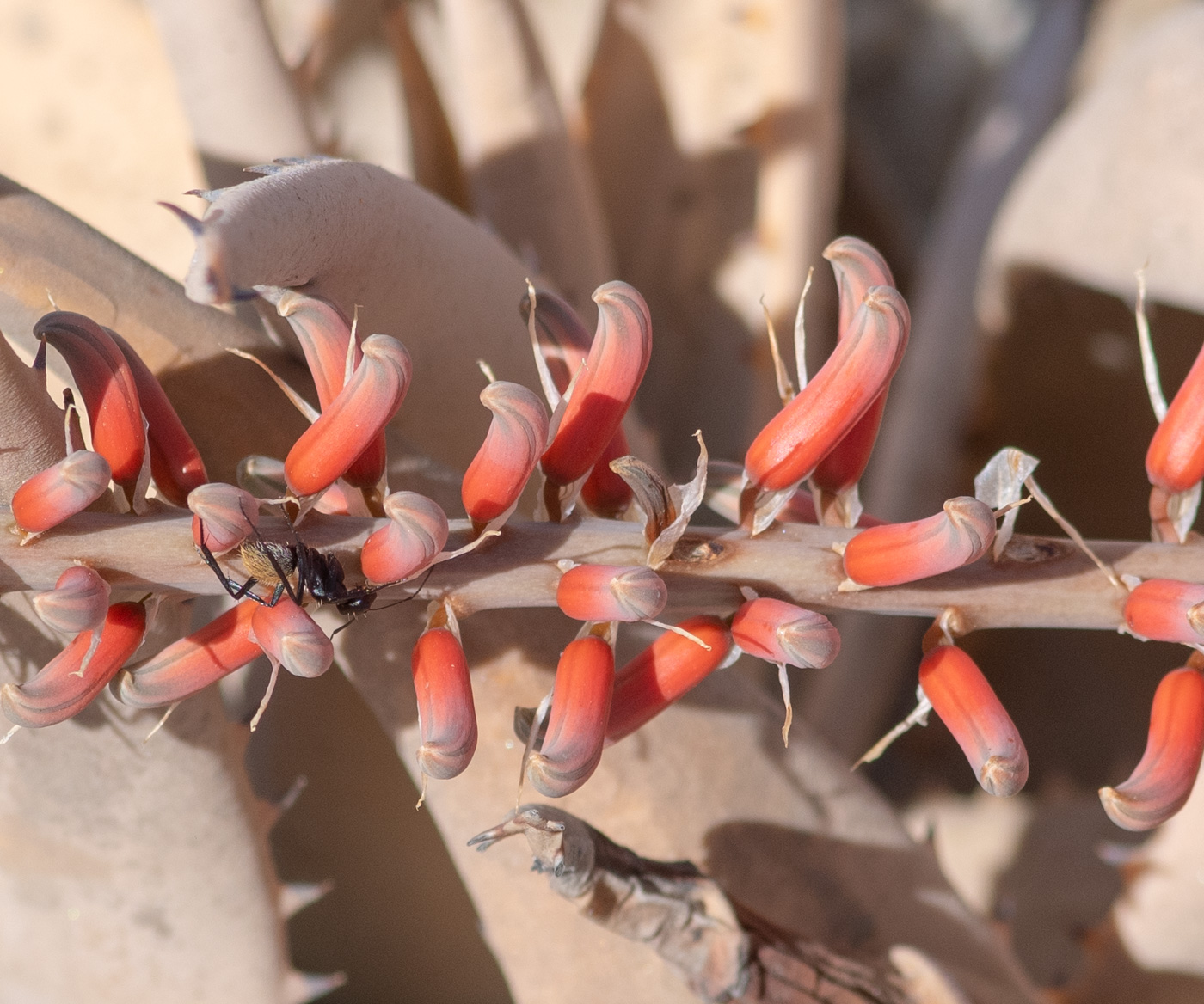 Image of Aloe asperifolia specimen.