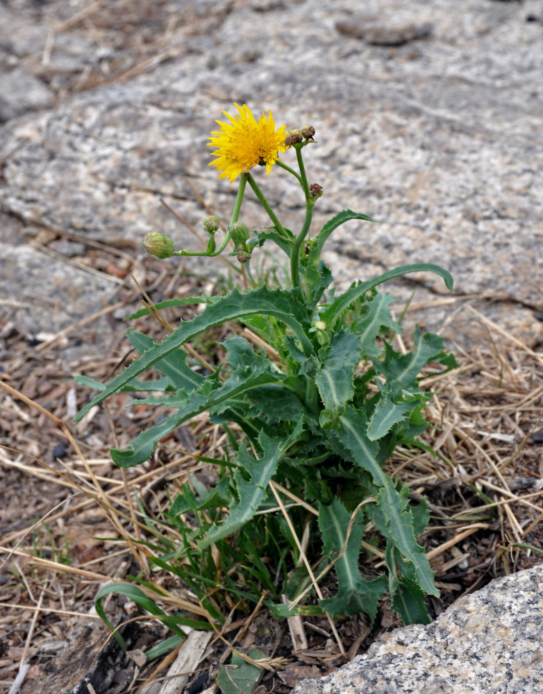 Image of Sonchus arvensis specimen.