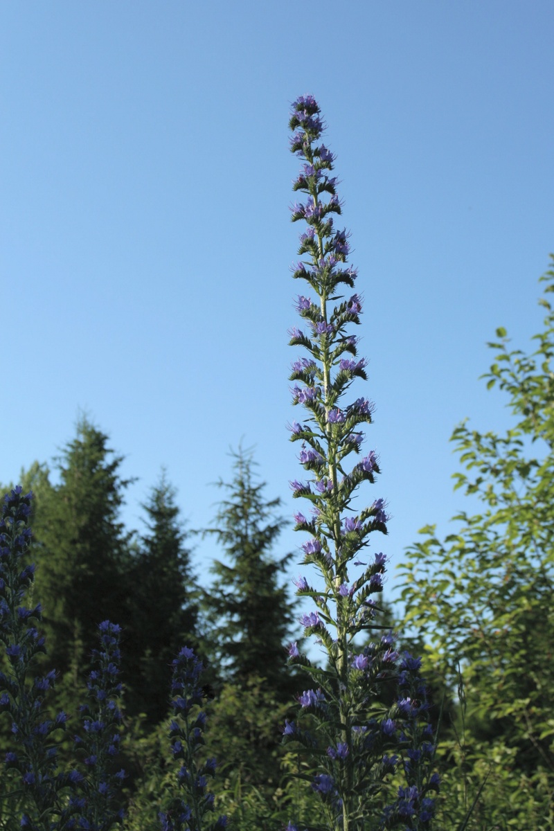 Изображение особи Echium vulgare.