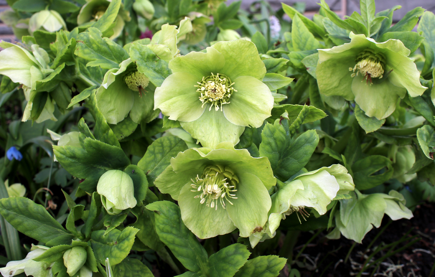 Image of Helleborus caucasicus specimen.