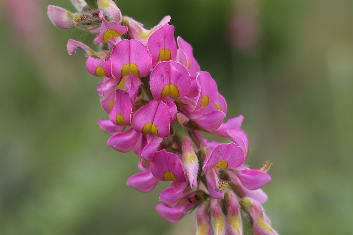 Изображение особи Onobrychis grandis.