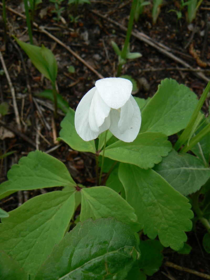 Изображение особи Anemone udensis.