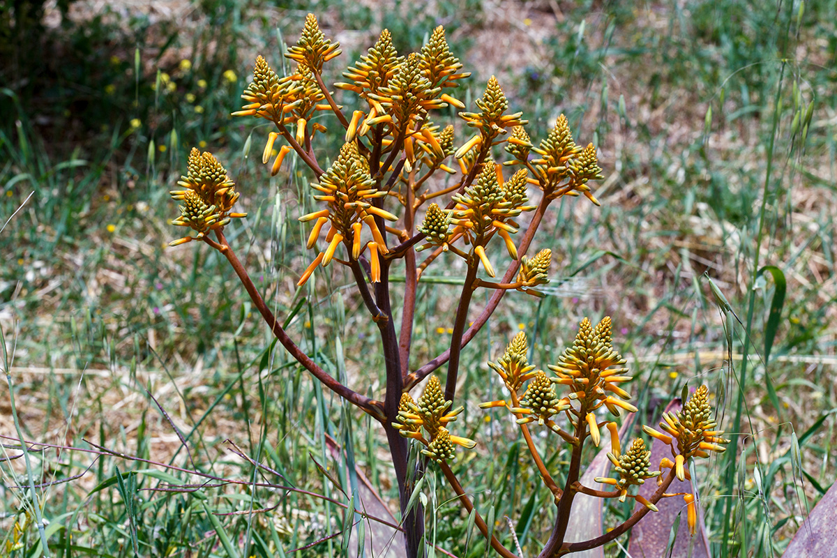 Image of Aloe buhrii specimen.