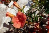 Campsis grandiflora. Верхушка побега с цветком и бутонами. Греция, Эгейское море, о. Парос, пос. Дриос, заросший приусадебный участок. 03.06.2021.