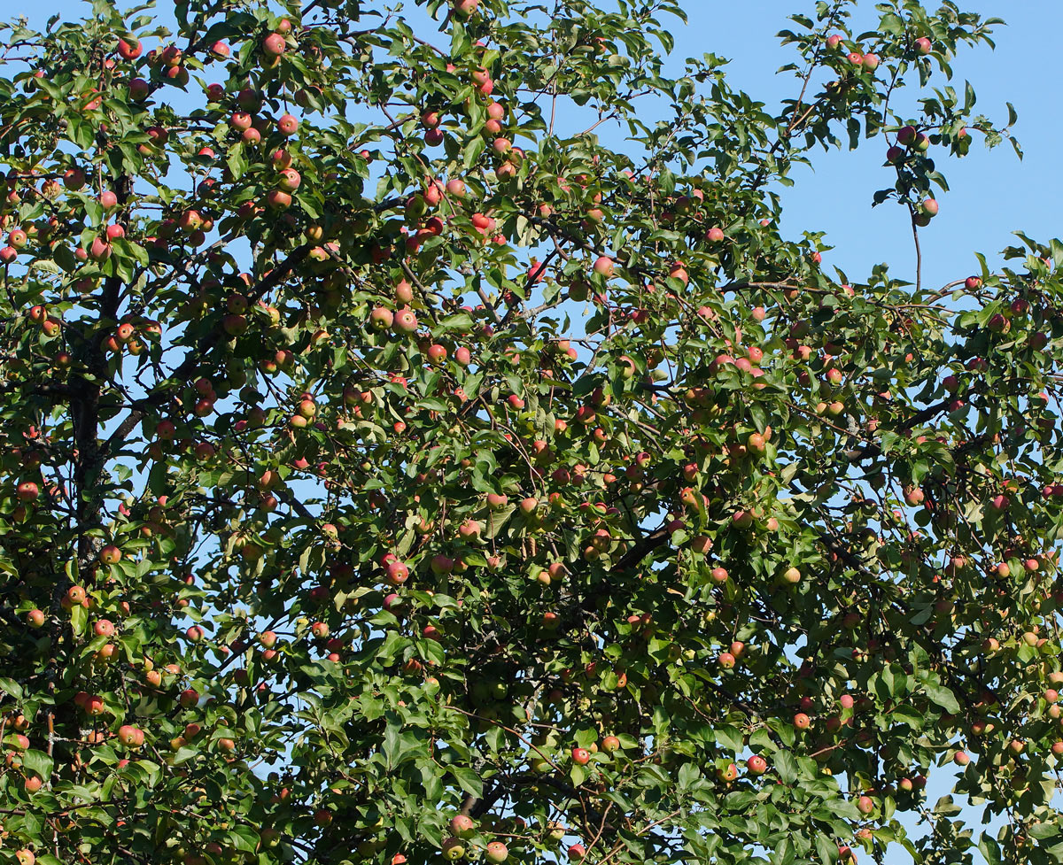 Image of Malus domestica specimen.