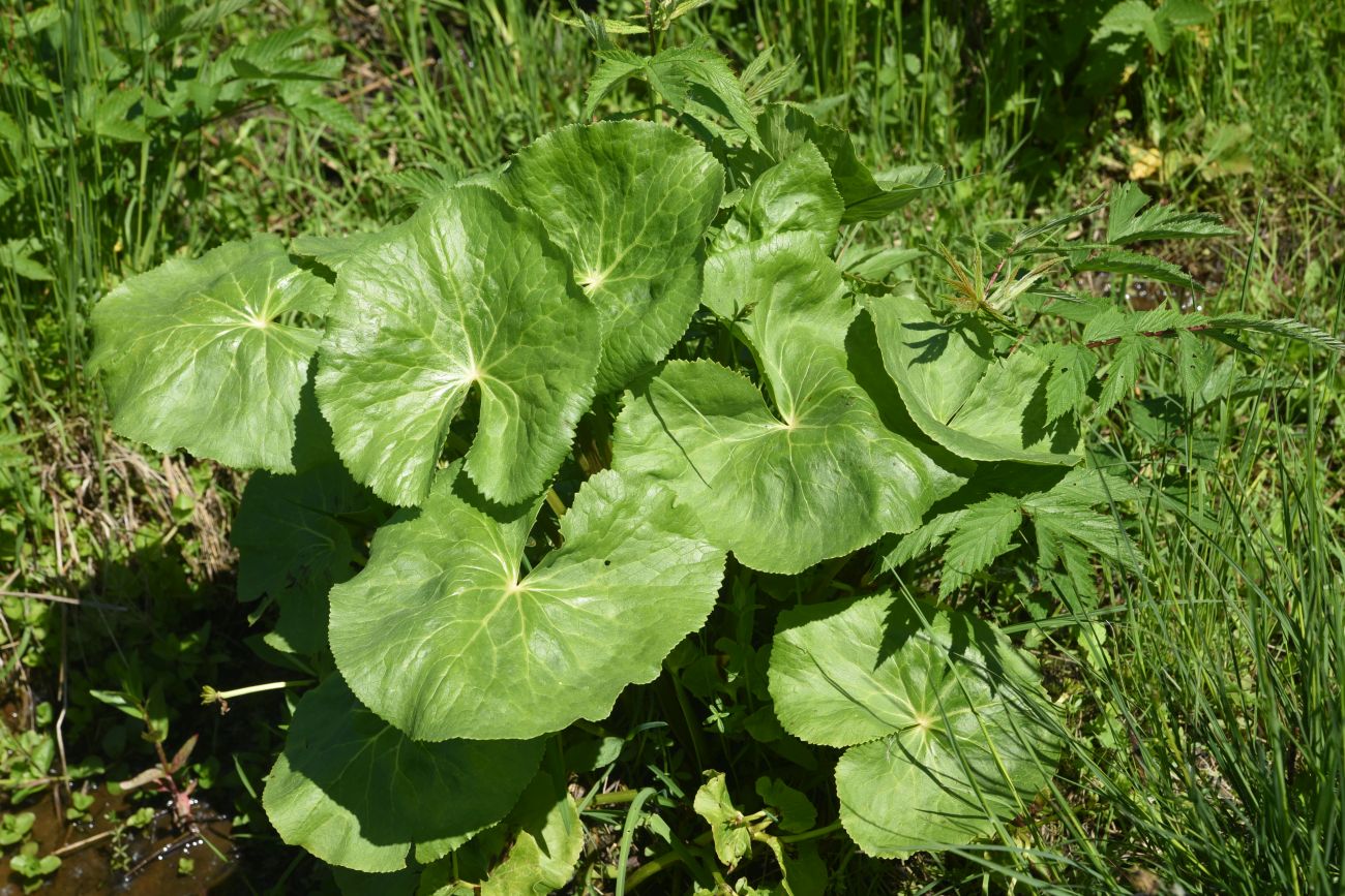 Image of Caltha palustris specimen.