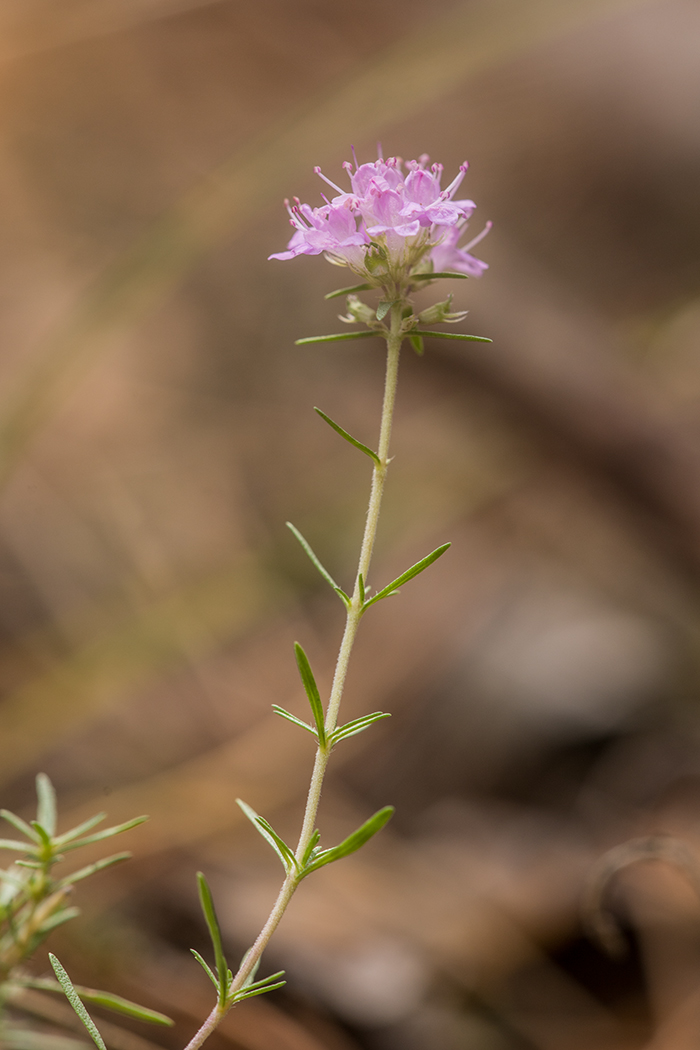 Изображение особи Thymus pallasianus.