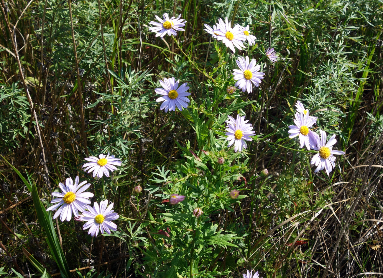 Image of Aster ageratoides specimen.