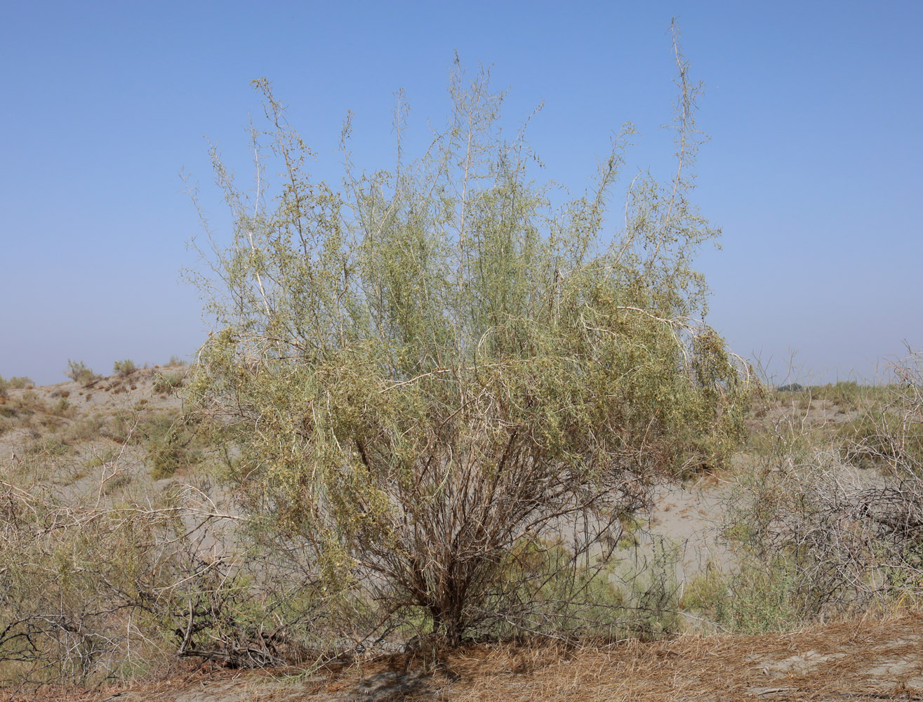 Изображение особи Salsola richteri.