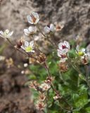 Micranthes merkii. Цветки. Камчатский край, Елизовский р-н, природный парк \"Вулканы Камчатки\", южный участок, кластер \"Налычевский\", подножие вулкана Дзензур, берег р. Шайбная, осыпь. 23.08.2022.