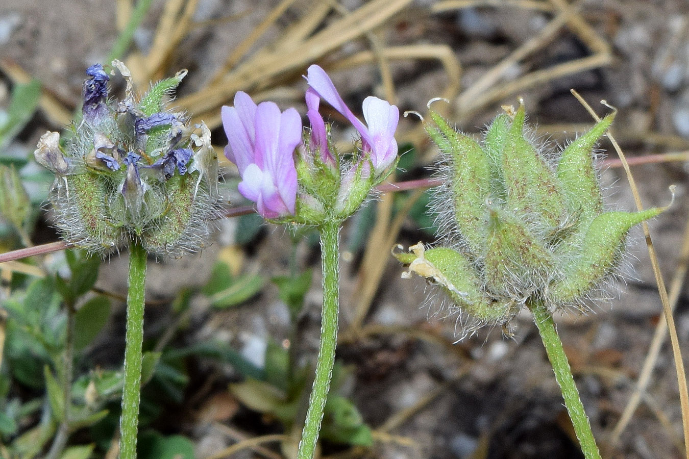 Image of Astragalus filicaulis specimen.