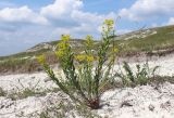 Euphorbia seguieriana