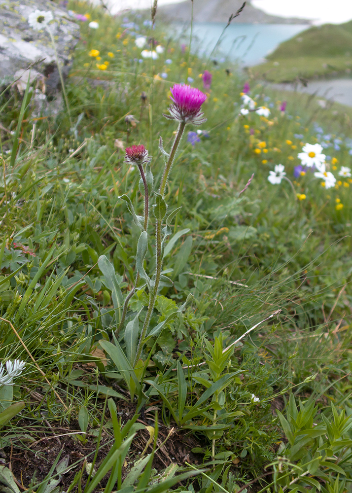 Image of Erigeron uniflorus specimen.