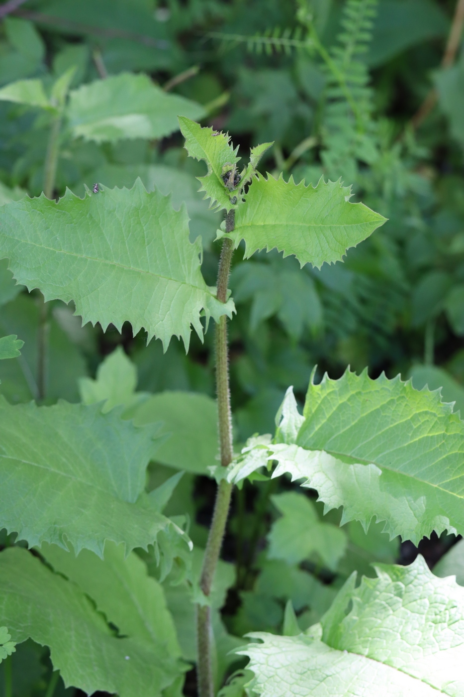 Image of Crepis sibirica specimen.