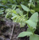 Pulmonaria obscura