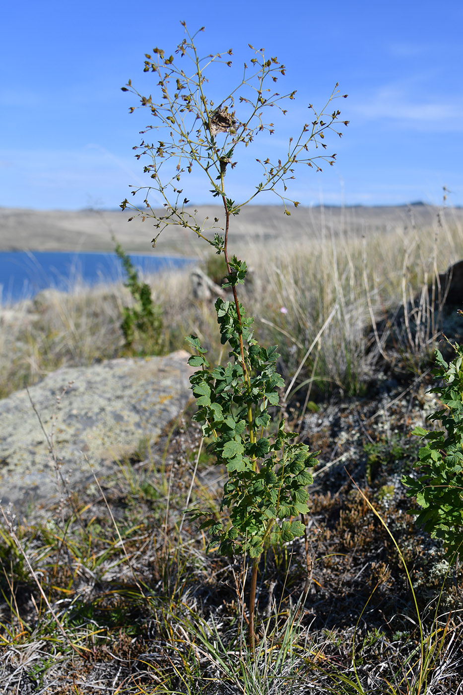 Image of genus Thalictrum specimen.