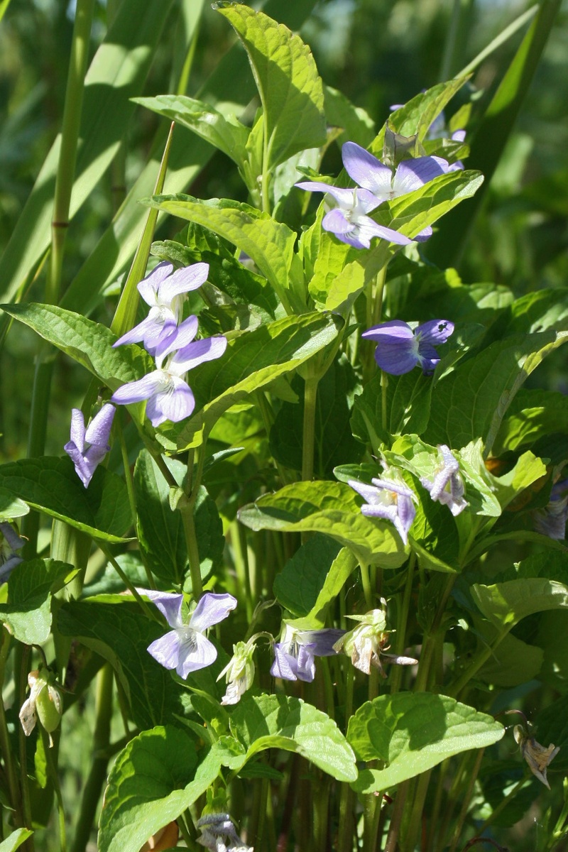 Image of Viola &times; litoralis specimen.