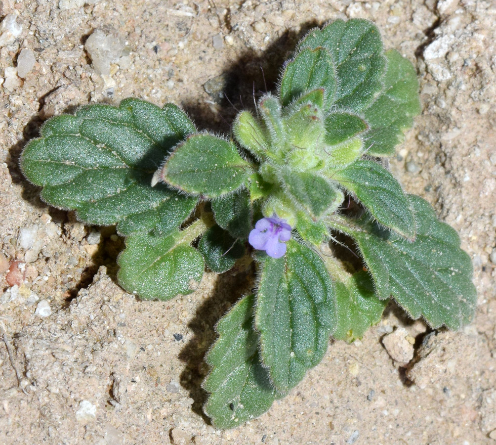 Image of Lallemantia royleana specimen.