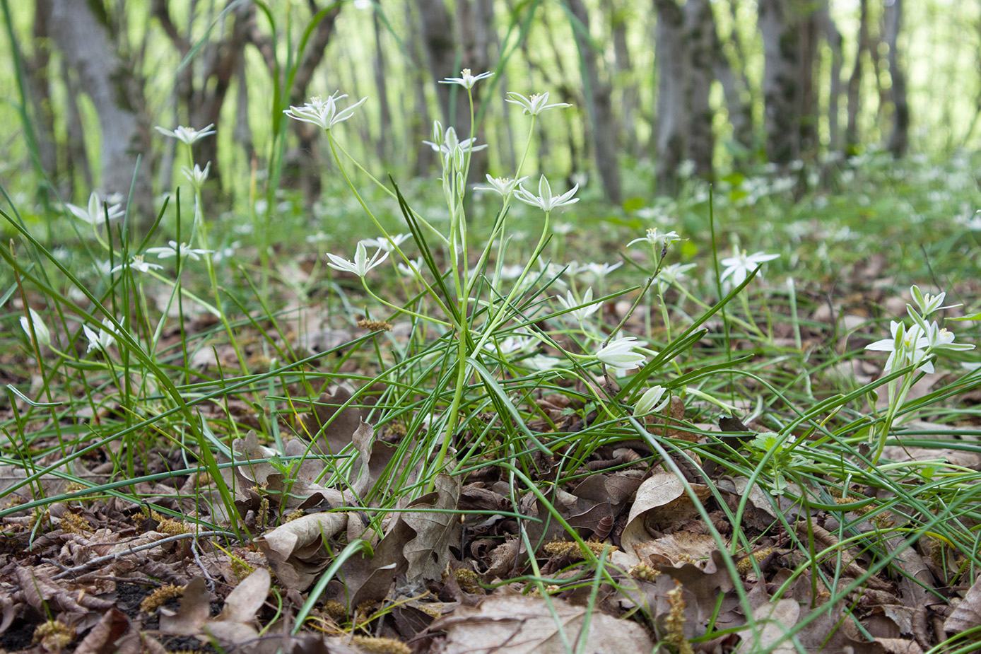 Image of Ornithogalum woronowii specimen.