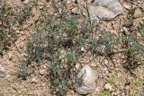 Halimocnemis commixtus. Вегетирующее растение. Таджикистан, Согдийская обл., Исфара, глинисто-щебнистый склон. 1 мая 2023 г.
